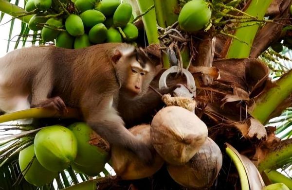 梦到摘椰子_梦见摘椰子什么意思