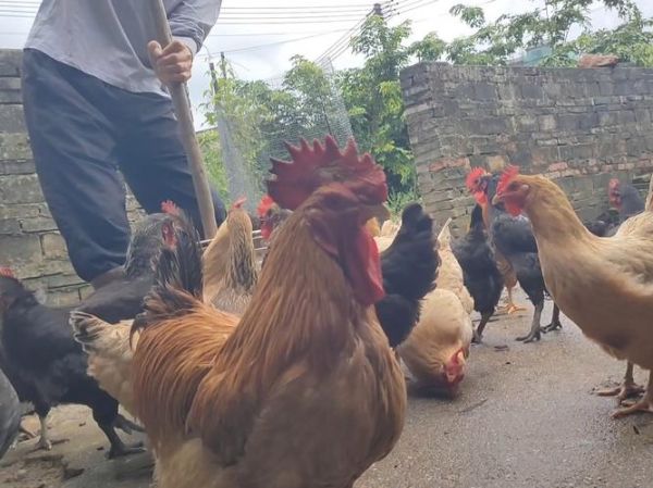 梦到喂鸡是什么意思_梦到喂鸡预示着什么