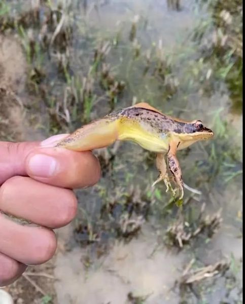 梦到抓田螺是什么意思_梦见抓田螺好不好