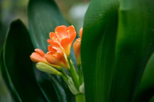 什么花最旺生肖鼠_属鼠人养花禁忌有哪些