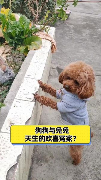 兔狗属相配么_兔狗婚姻能长久吗