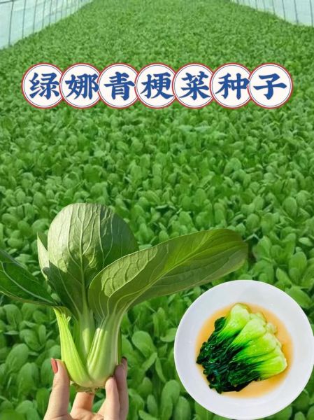 梦到吃绿菜是什么意思_梦到吃绿菜预示什么