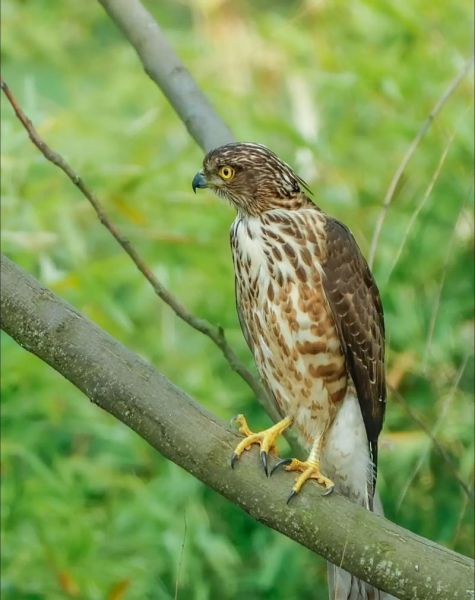 梦到老鹰是什么意思_老鹰梦境预示什么