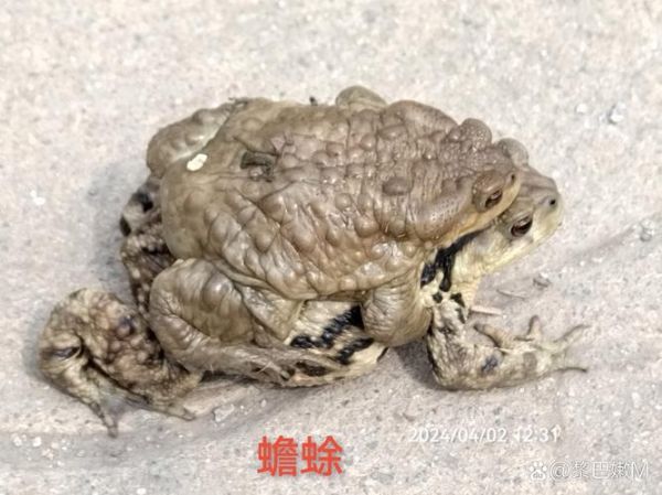 梦到蟾蜍是什么意思_蟾蜍梦境解析