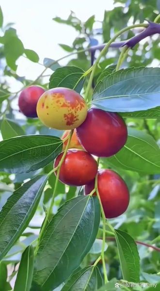 梦到枣是什么意思_梦见红枣预示什么