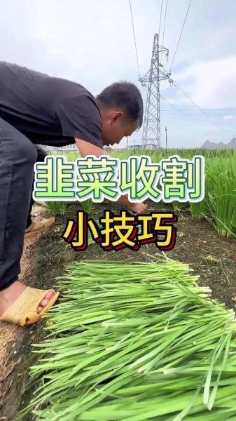 梦到切韭菜是什么意思_梦到切韭菜预示什么