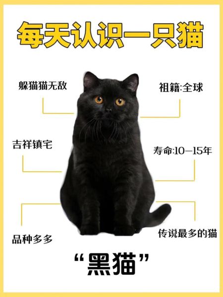 梦到黑猫是什么意思_黑猫梦境解析