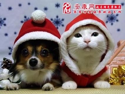 梦到猫狗是什么意思_猫和狗一起出现预示什么