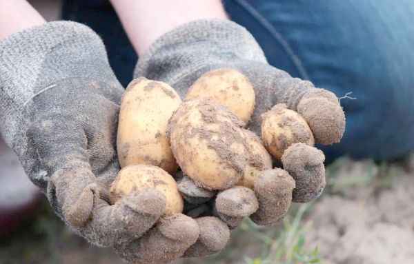 梦到土豆是什么意思_梦见土豆好不好