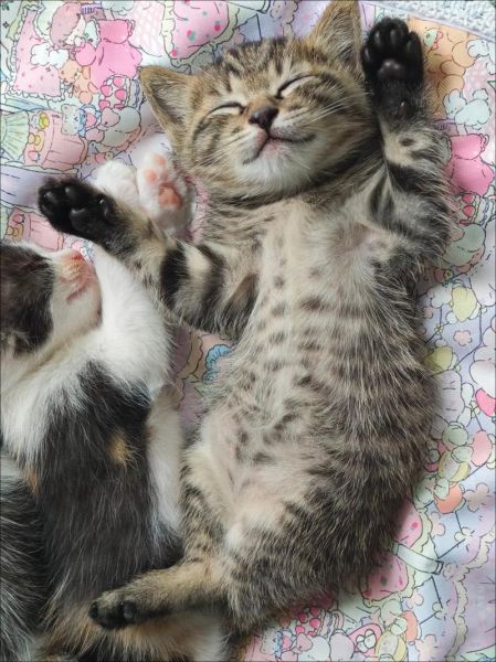 梦到小奶猫是什么意思_梦到小奶猫预示着什么