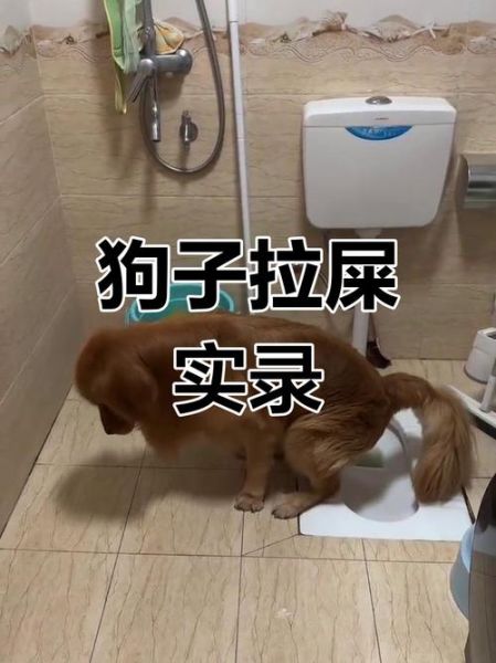 狗拉屎财运_狗拉屎招财是真的吗