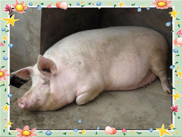 梦到猪杀好_预示什么