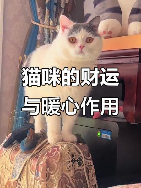 养猫以后财运无敌了_真的假的