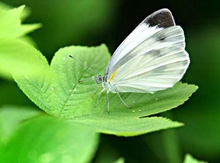 梦到白蝴蝶是什么意思_白蝴蝶梦境预示什么