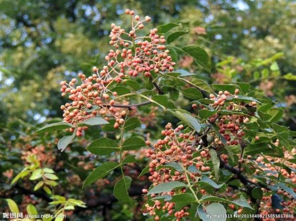 梦到买花椒是什么意思_梦见买花椒预示什么