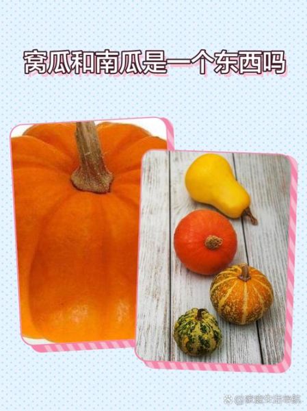 梦到窝瓜是什么意思_梦见窝瓜周公解梦