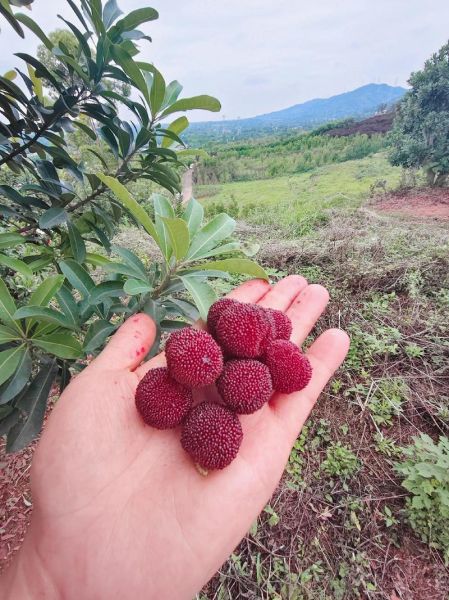 梦到吃杨梅是什么意思_梦到吃杨梅是吉兆吗