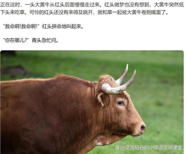 梦到野牛是什么意思_野牛在梦里代表什么