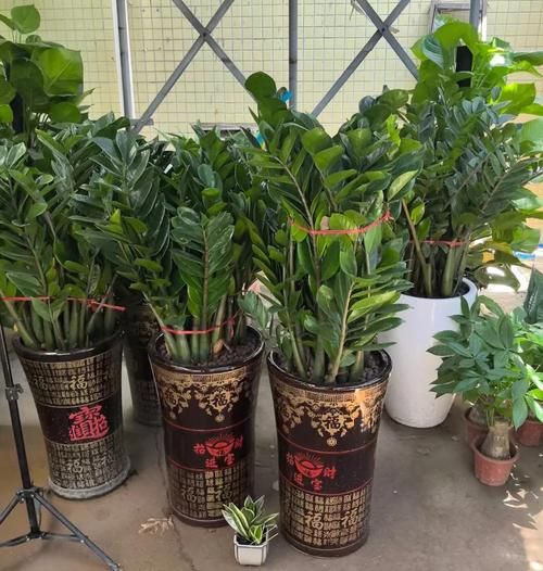 属蛇养什么植物招财_蛇年财运树摆放禁忌