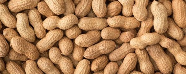 梦到吃花生是什么意思_梦见花生代表什么