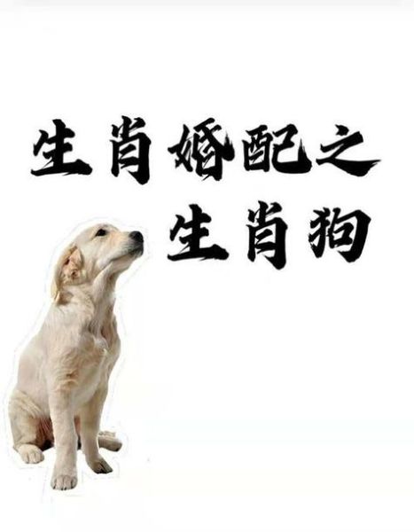 属鼠和属狗的婚姻相配吗_生肖鼠狗合不合