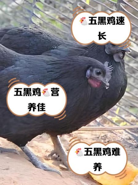 梦到大黑鸡是什么意思_大黑鸡梦境解析