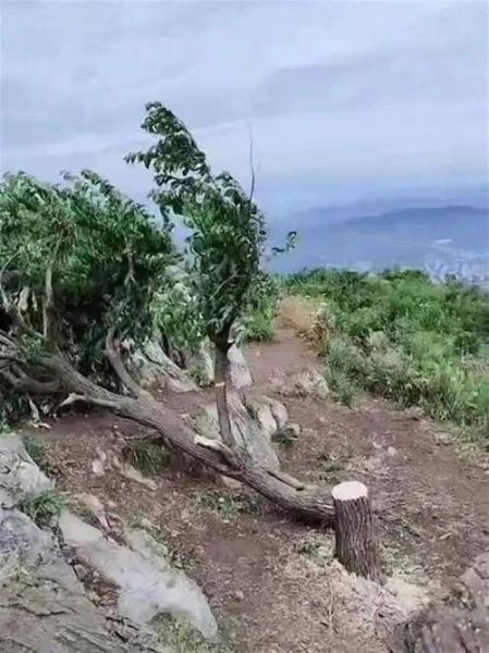 梦到树被砍_是什么意思