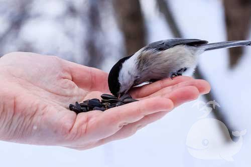 梦到被鸟咬手是什么意思_如何化解