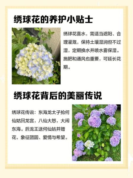 梦到绣球花是什么意思_绣球花梦境解析