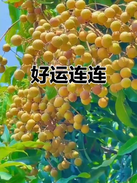 梦到桂圆意味着什么_梦见桂圆是吉兆吗