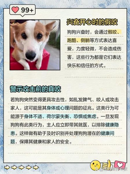 梦到狗追咬是什么意思_被狗咬预示什么