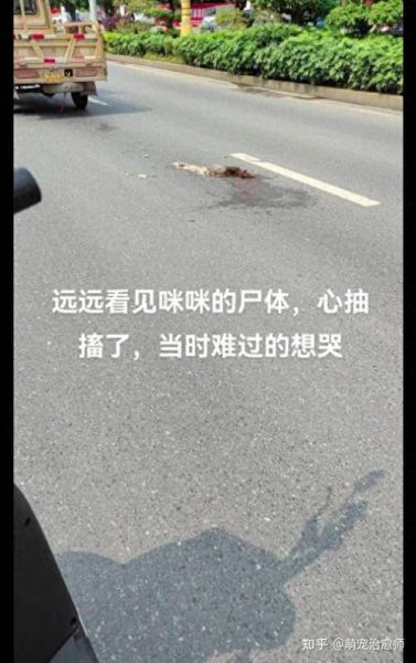 梦到猫被车压死_意味着什么