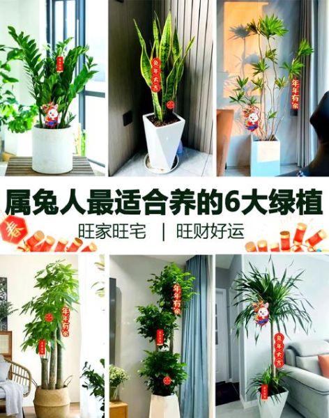 植物财运_哪些绿植最招财