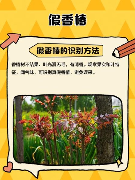 梦到香椿是什么意思_香椿梦境解析