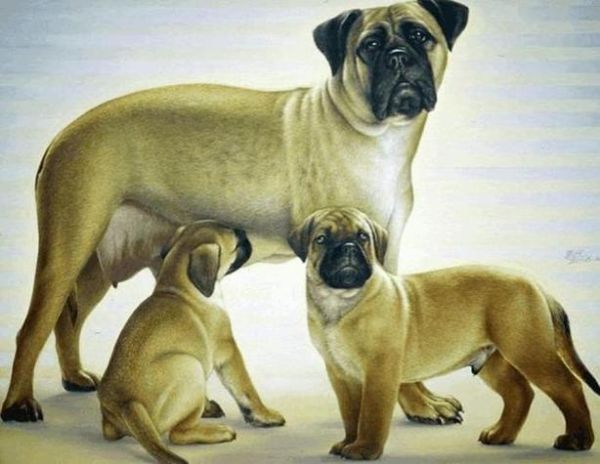 属牛女和属狗男合不合_能结婚吗