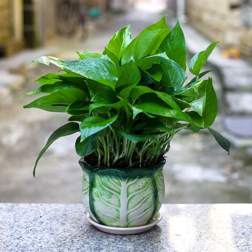 梦到绿色盆栽是什么意思_如何正确养护绿色盆栽