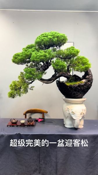 财运松怎么养_财运松摆放禁忌