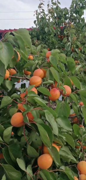 梦到杏子熟了_预示着什么