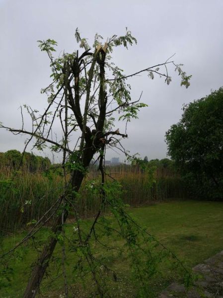 梦到花枝断了_预示什么