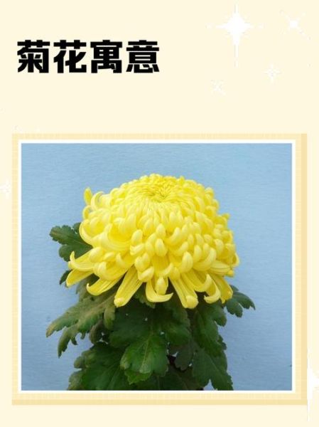 怀孕梦到菊花是什么意思_孕妇梦见菊花预示什么