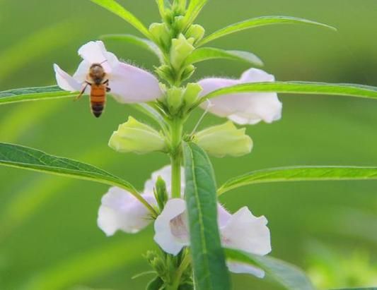 梦到芝麻是什么意思_梦见芝麻预示什么
