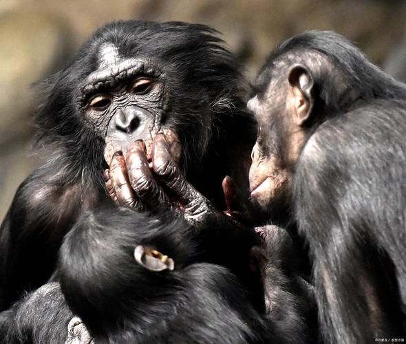 梦到黑猩猩是什么意思_黑猩猩梦境解析