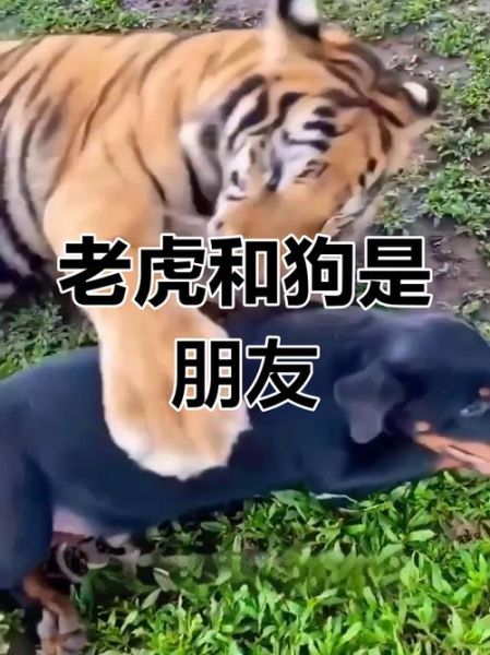 梦到虎和狗_是什么预兆