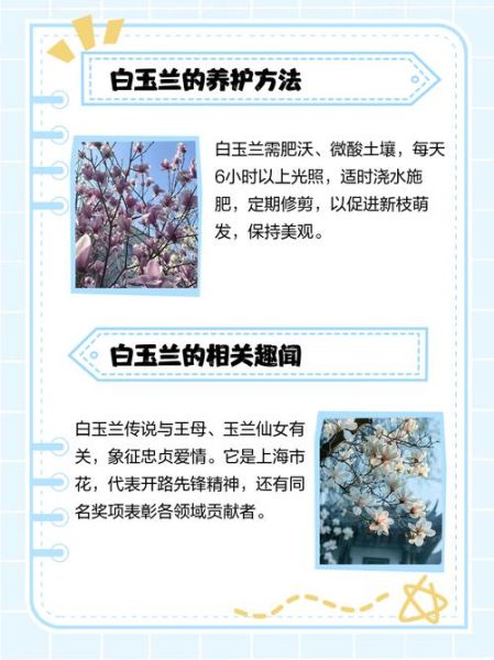 梦到白玉兰是什么意思_白玉兰梦境解析