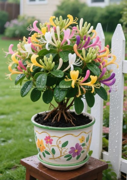 梦到金银花是什么意思_金银花梦境解析