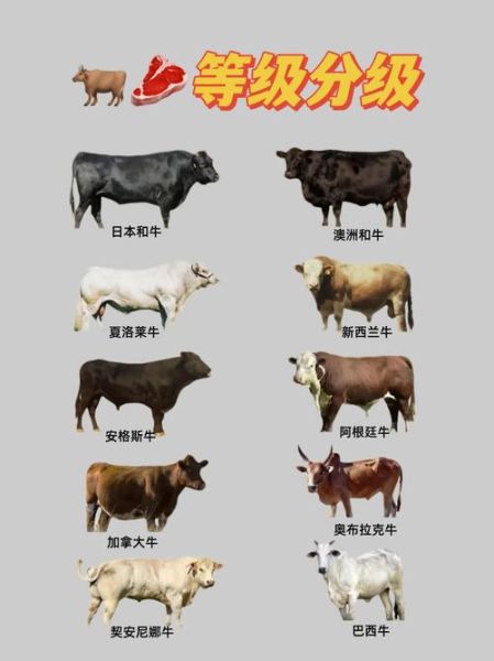 牛和牛的属相合不合_属牛配对优缺点