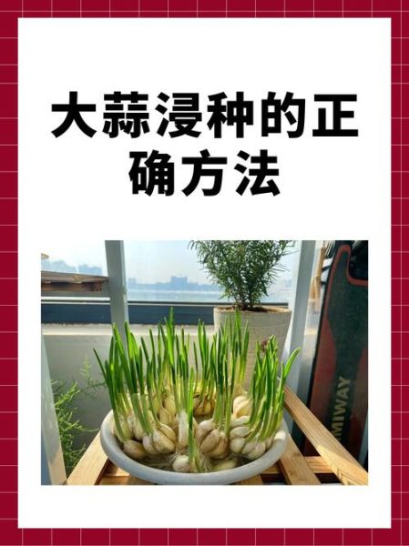 大蒜运势测算方法_大蒜占卜准确吗