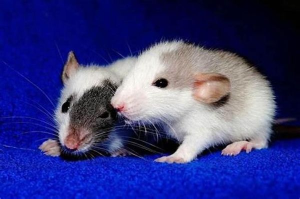 梦到老鼠咬自己_周公解梦