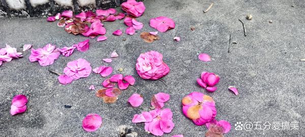 梦到滚落是什么意思_如何化解梦中滚落的恐惧