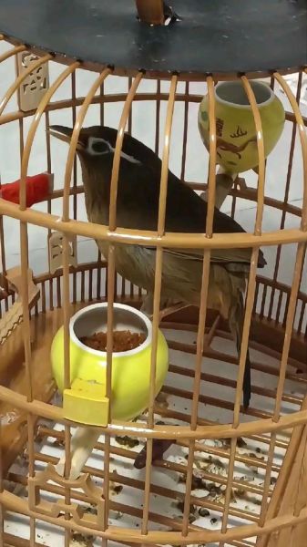 家里养鸟财运好不好_风水禁忌与科学真相